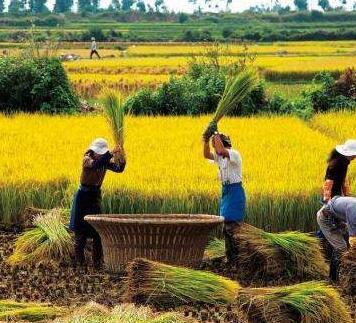 稻米哪里有特产 中国哪些地方盛产稻米