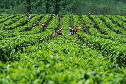 四川省有啥茶叶特产卖 四川最便宜的茶叶是哪个县