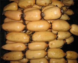 黄金椰枣的特产 新疆特产椰枣多少钱一斤