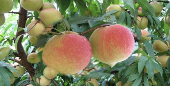 河北阳山特产水蜜桃 现在阳山水蜜桃上市了吗