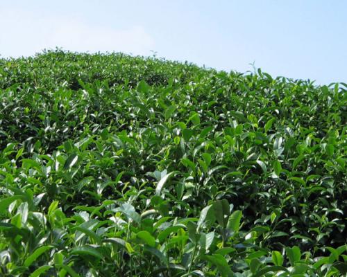哪个省特产绿茶 什么地方出产绿茶