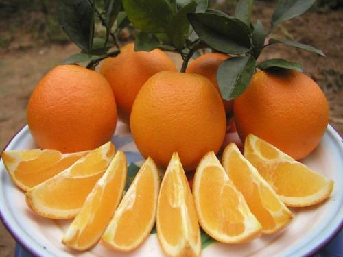 重庆特产脐橙熟了 重庆奉节脐橙几月份的最好吃