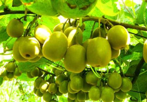 丹东特产软枣猕猴桃营养价值 丹东特产软枣猕猴桃原产地直发