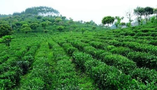 惠州博罗县有什么特产值得带回家 博罗土特产有哪些品种