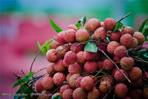 从化荔枝蜜是哪的特产 白菜价的广州土特产荔枝蜜