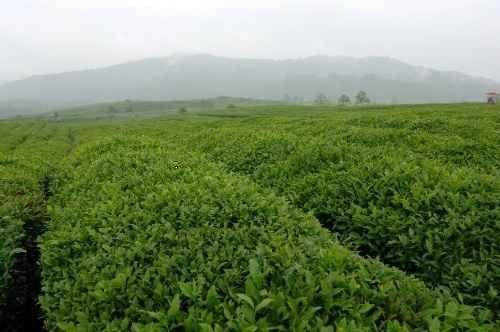广东省土特产茶叶市场 