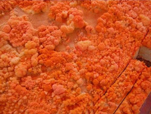 梅州特产平远慈橙什么时候可以吃 云南哀牢山冰糖橙几月成熟