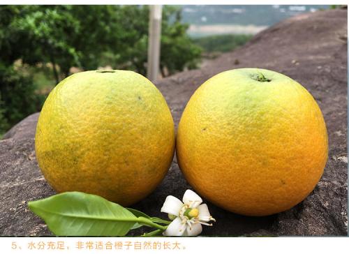 友谊农场土特产 黑龙江友谊农场有啥特色水果