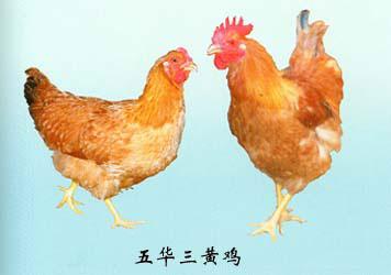上海特产浦东三黄鸡在哪买 上海特产素鸭必买清单