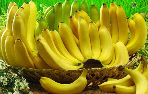 广东好香蕉特产 广东哪个地方的香蕉最便宜