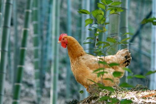 竹林鸡是哪里特产 竹丝鸡是哪里产的