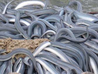 寰球渔市特产野生大鳗鱼干 中国哪里的鳗鱼最好吃