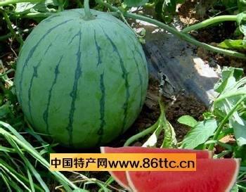 四川省越西县的特产是 越西土特产
