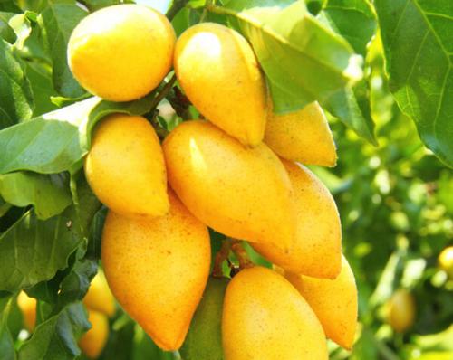海南特产黄皮果图片 海南的黄皮是一种什么样的水果
