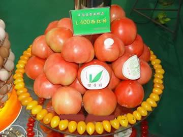 特产草莓西红柿 草莓西红柿12块钱一斤