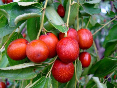 南美特产树番茄水果 常见的南美洲水果