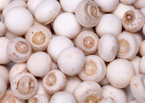 口蘑是张家口的特产吗 口蘑哪里的特产