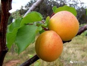 胭脂杏特产介绍 胭脂杏水果图片