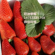 介绍特产草莓 