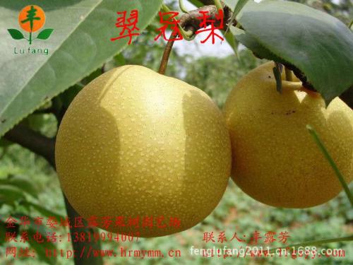 沧州野生特产是什么水果 沧州最好的特产