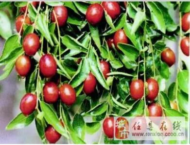 安徽五河县有啥好吃的特产 安徽蚌埠五河县特产