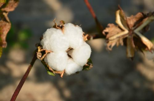 棉花糖是哪个国家的特产呢 哪里盛产棉花糖