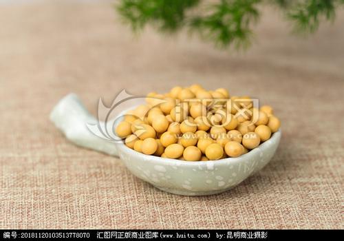 王庄堡特产黄豆 中国最有名的黄豆特产