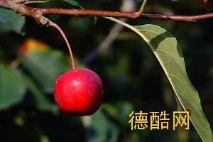 红果是哪个省的特产 贵州红果什么东西多