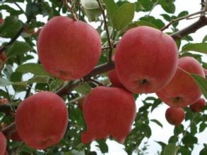 摩尔庄园手游苹果特产稀有吗 摩尔庄园手游未鉴定的宝物