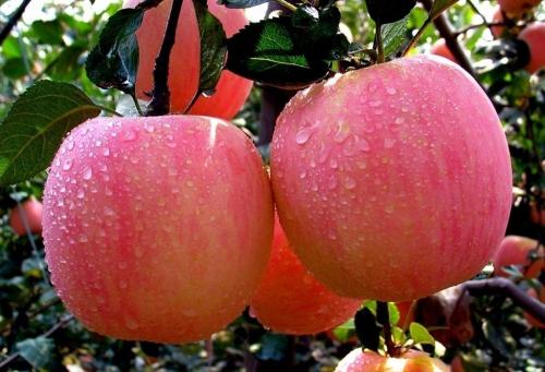甘肃静宁特产红富士苹果 甘肃静宁红富士苹果有名吗