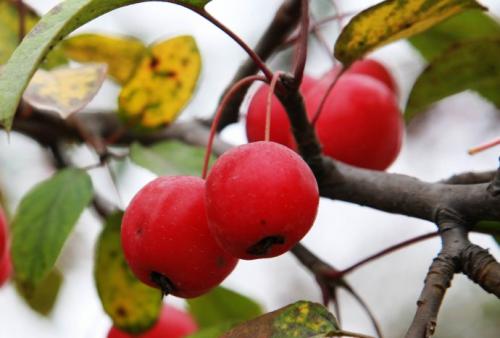 甘肃特产八仙果有什么营养 八仙果功效和食用方法