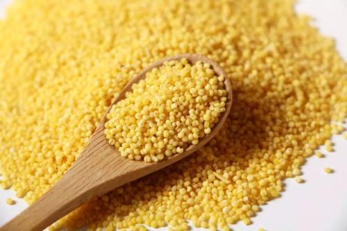 黄旗小米是哪里特产 黄小米是哪里产的最好