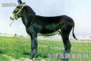 北京驴特产 驴身上什么东西便宜又好吃