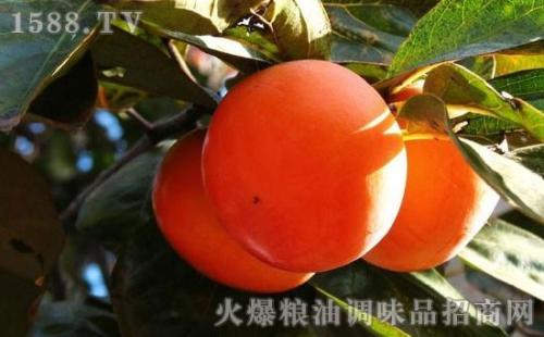 奈良特产柿子图片 天兴洲野生柿子图片