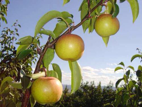 家乡特产南果梨作文600 家乡的特产苹果作文600
