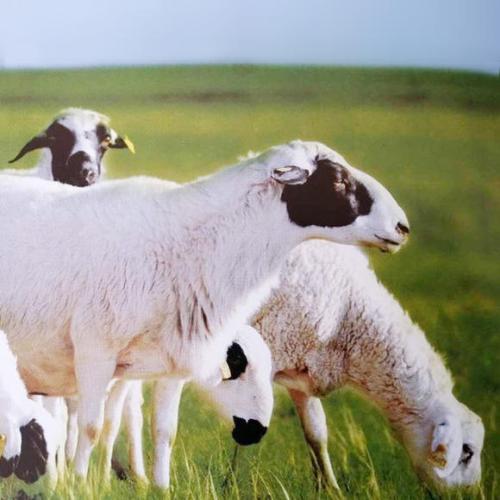 锡林明珠牛肉干内蒙特产第一名 锡林明珠风干牛肉干价格