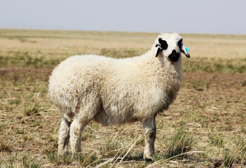 蒙古土特产羊 蒙古新疆的羊哪个好吃