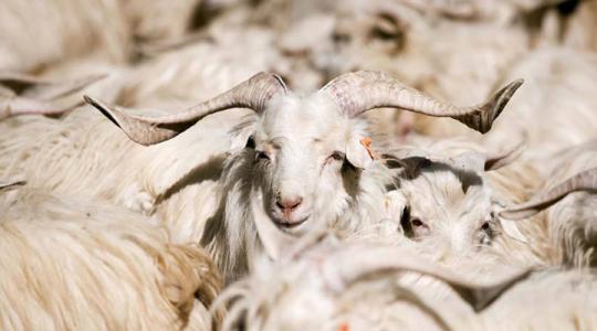 贵友羊绒清河特产 清河羊绒市场羊绒价格