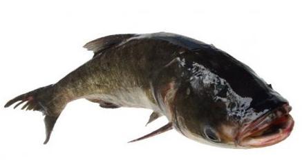 胖头鱼特产美食商品 胖头鱼是什么地方的特产