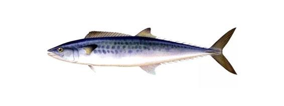 山东特产干鲅鱼 山东有名的鲅鱼