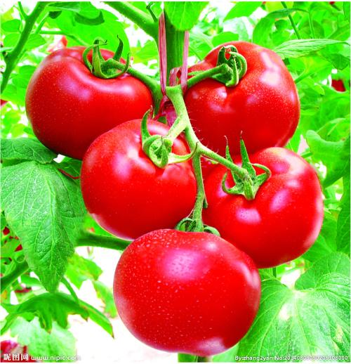 我家乡的特产是西红柿 家乡特产西红柿简单介绍