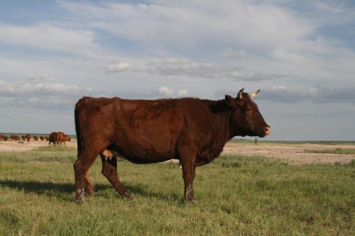 西藏土特产牛肉干牛奶 西藏特产牛肉干115一斤