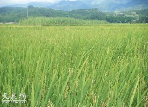 家乡特产水稻 我家乡的特产水稻