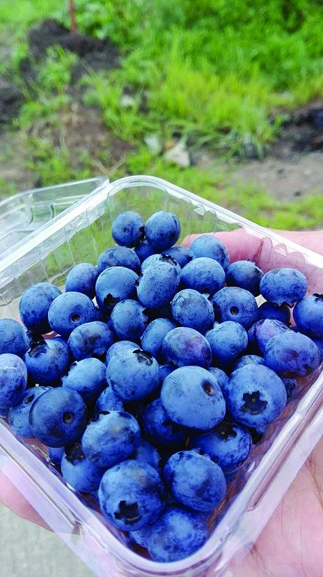 润城蓝莓特产中心的直播间 果物道高山蓝莓的直播间