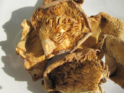 广西特产野生红菇价格 广西野外生红菇多少钱一斤