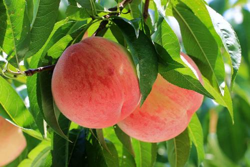 常州的土特产水蜜桃 常州水蜜桃哪里有正宗的