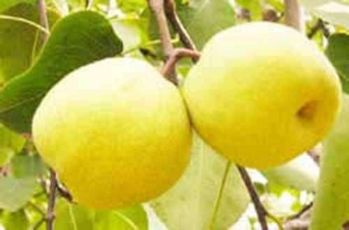 安徽名特产水果什么山酥梨 砀山酥梨是哪里的特产水果