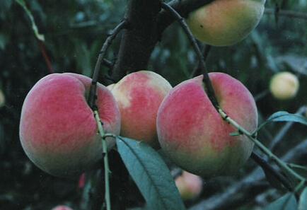 徐州附近特产水果 徐州有几种水果