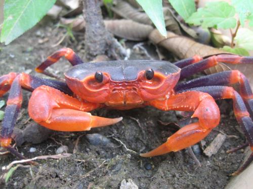 渤海湾特产螃蟹多少钱一斤 山东大螃蟹多少钱一斤图片