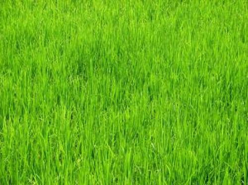 江西鄱阳特产米粑绿色的 江西鄱阳特产米粑保存时间